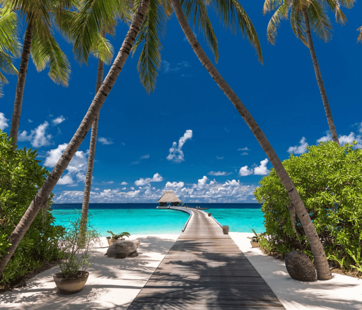 Velaa Private Island Maldives Palm Trees Best Hotels Resorts in Maldives