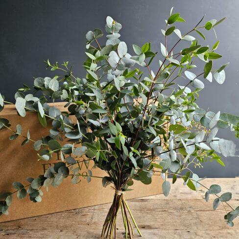 Mixed Eucalyptus Bunch - Sustainable Flower Delivery UK